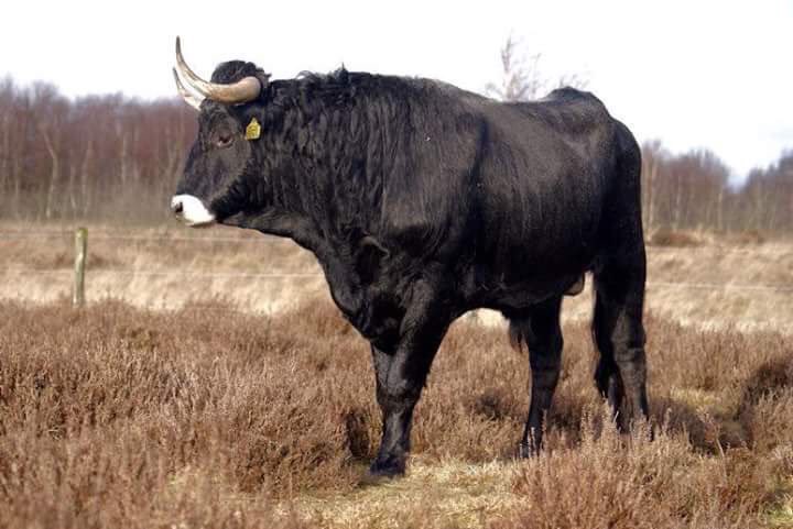 هرب عنترة من ثور .. فقيل له : أين شجاعتك .. أتخاف الثور وأنت عنترة ؟
قال : وما أدرى الثور أني عنترة !
" لا تبرز عضلاتك الفكرية أمام جاهل .. فيهزمك بجهله ! "
.
#تاريخنا_العظيم