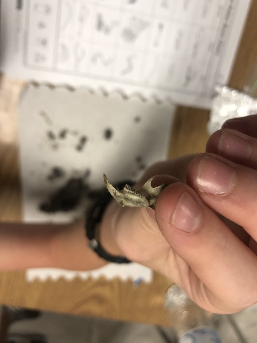 appleteacher3's tweet image. Dissecting owl pellets is so exciting. #FreedomVCS #Vcsscience
