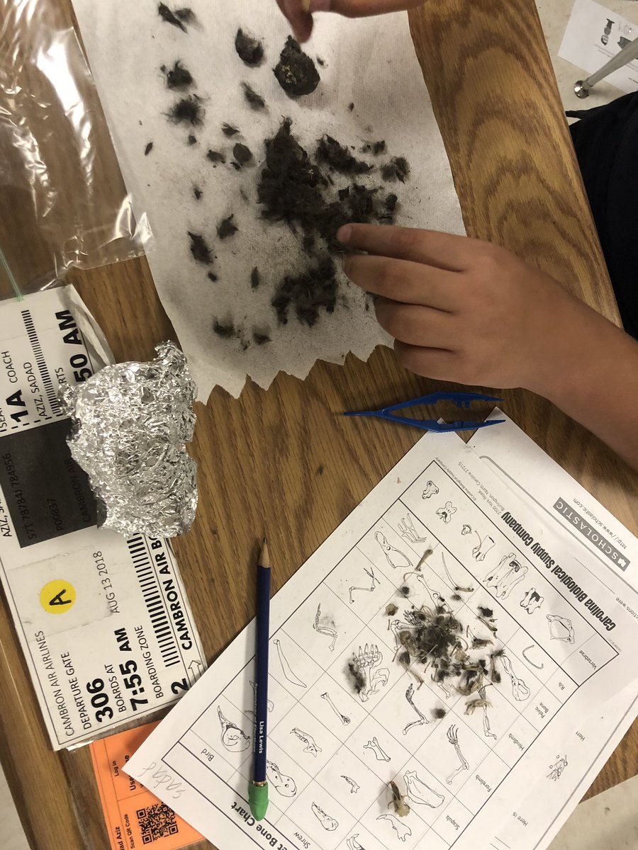 appleteacher3's tweet image. Dissecting owl pellets is so exciting. #FreedomVCS #Vcsscience
