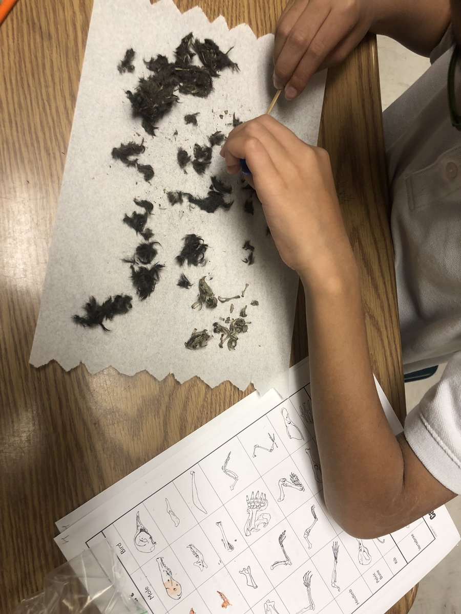appleteacher3's tweet image. Dissecting owl pellets is so exciting. #FreedomVCS #Vcsscience