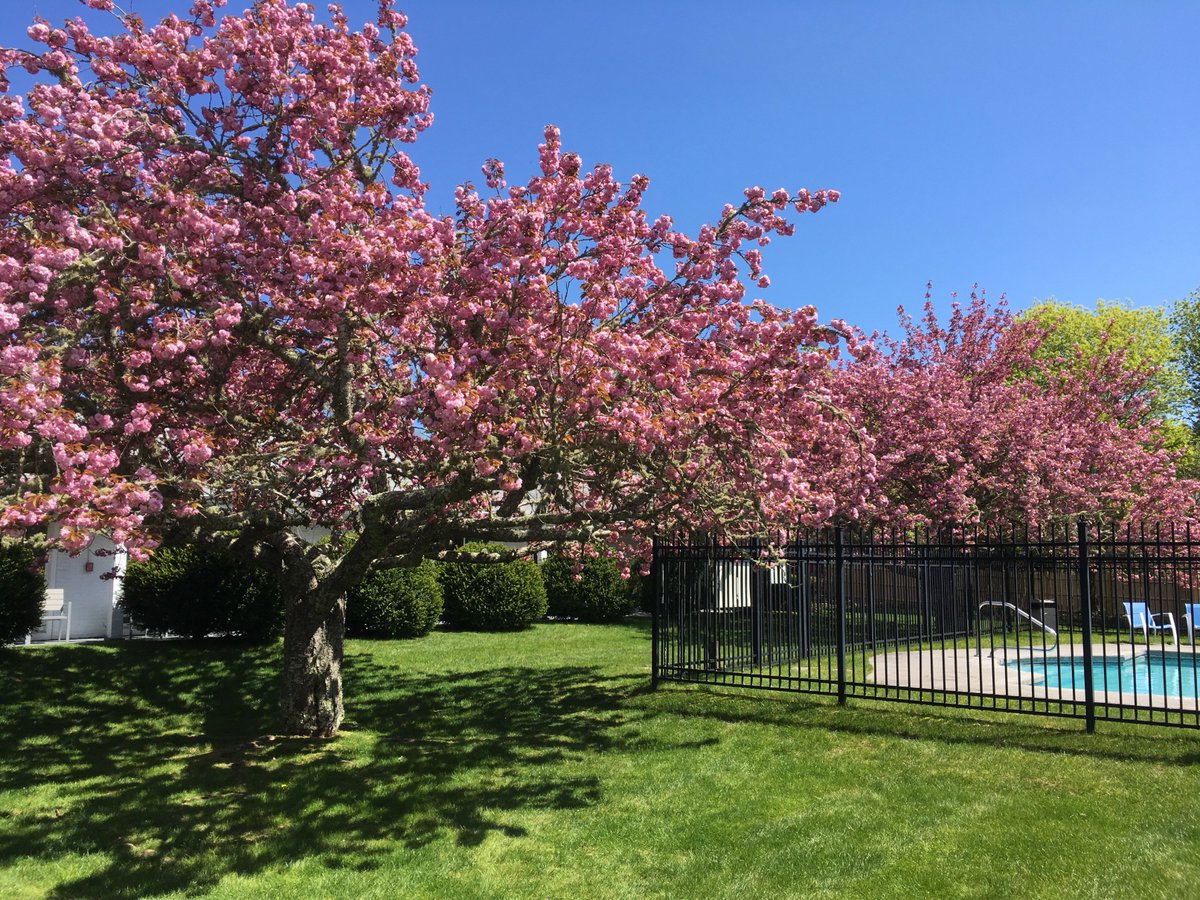 Cherry blossoms are back!🌸🌸🌸
 #WishYouWereHere #Chatham #CapeCod