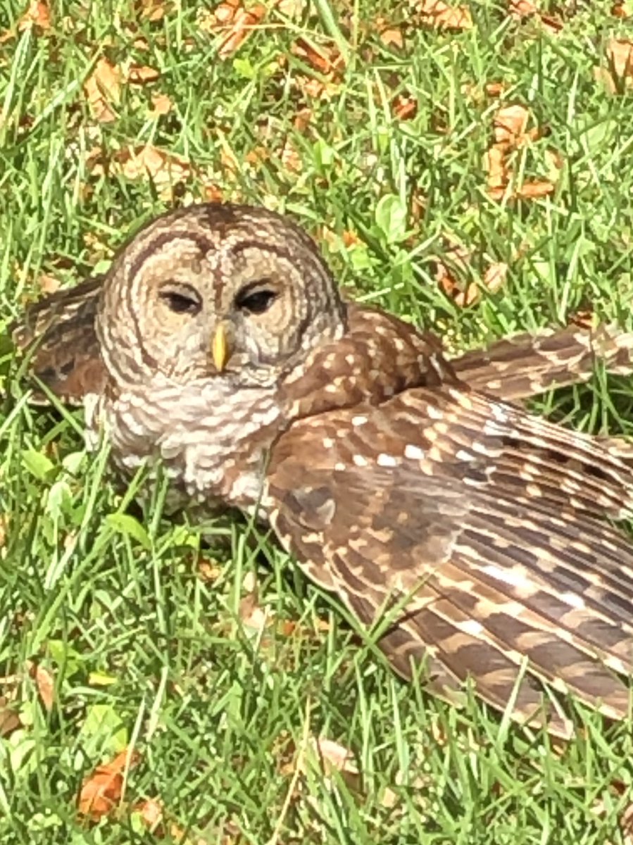 Nick Dipaolo On Twitter Look Hoo I Found Sunbathing In My