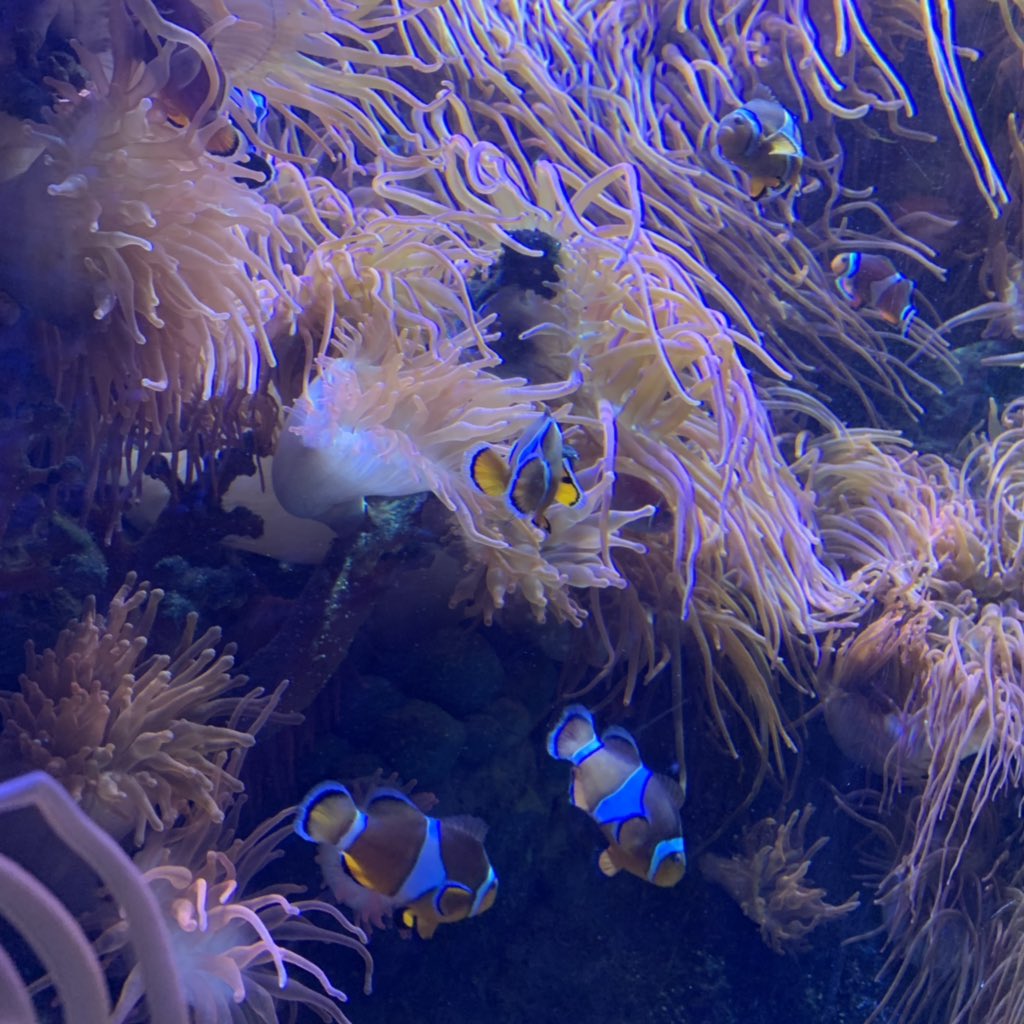 RPEARCEWBCC's tweet photo. Interesting (and don’t forget CUTE) day out at #nationalmarineaquarium #plymouth. Just over an hour away from #WoodfordBridge and oh so worth it 😍 #nemo #dayoff #outing #family https://t.co/0YRnJuAd3S