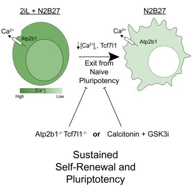 Cell Stem Cell tweet media