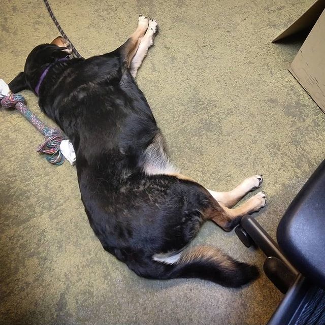 NothingMundane's tweet photo. Sadie is living her most dangerous life right now. #dogvsofficechairwheel https://t.co/xWg1cAS9Ps https://t.co/pf9N39leV5