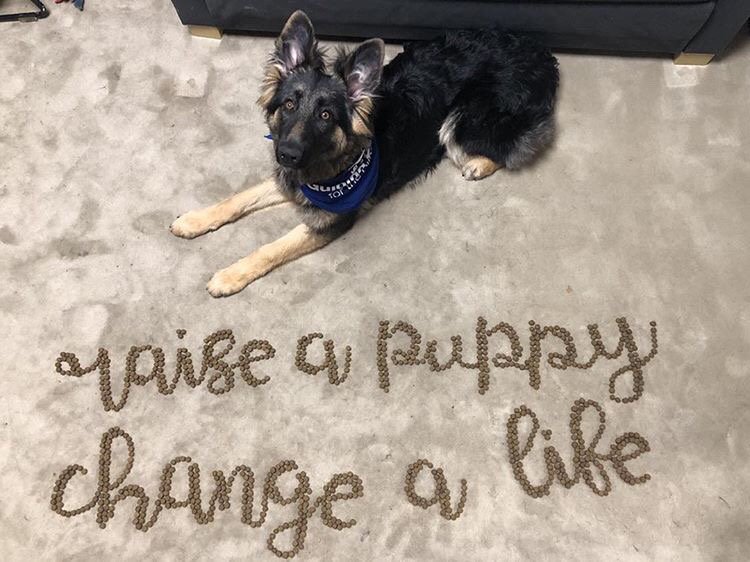 GuidingEyes's tweet photo. “I carry your heart with me (I carry it in my heart) I am never without it.” 
— E.E. Cummings
A puppy raiser’s hard work culminates when the handler receives their priceless gift − a guide dog providing independence, companionship, &amp; mobility.
Learn more: https://t.co/SAgekGQ7lS https://t.co/hthdRjzKrZ
