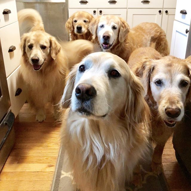 TheGoldenRatio4's tweet image. Hops taking the lead as spokesdog today to let you know we love you 💛💛💛💛💛