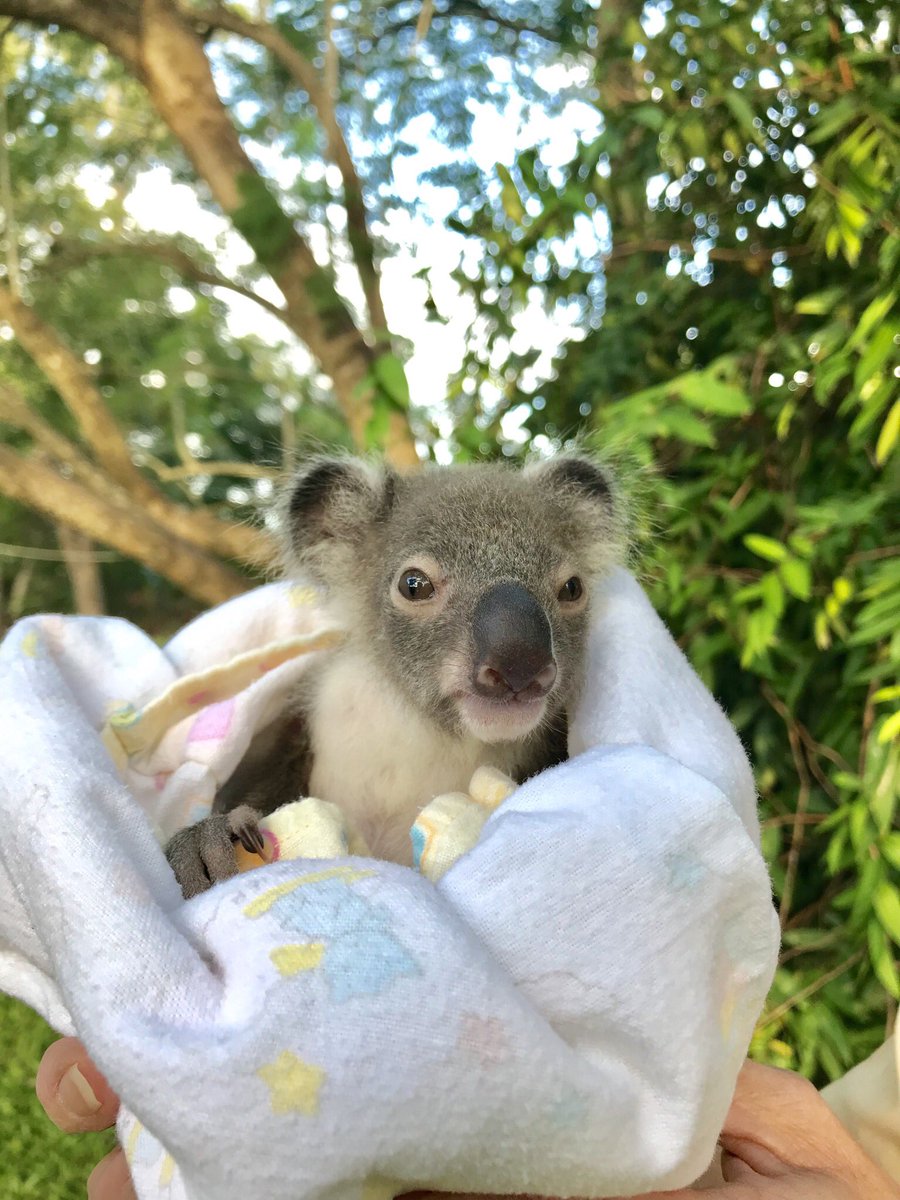 LukeReavley's tweet photo. Remember this koala joey? This is him now! 🙊 Without the @AustraliaZoo Wildlife Hospital and the love and care of specialty carers, this little one wouldn’t have survived. He’s gone from strength to strength and fingers crossed will one day be released into the wild! 🌿🐨 https://t.co/ofRlmn3nX5