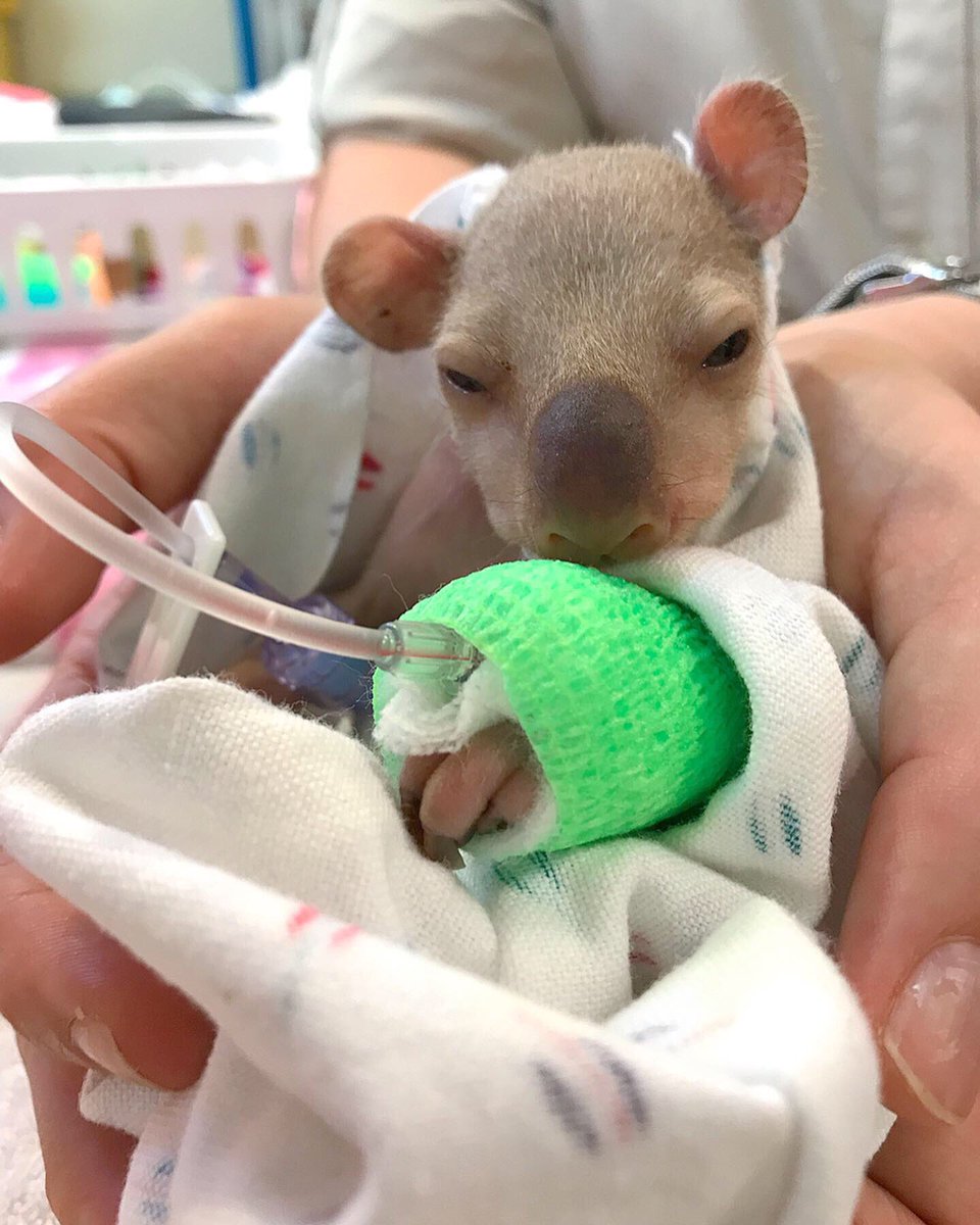 LukeReavley's tweet photo. Remember this koala joey? This is him now! 🙊 Without the @AustraliaZoo Wildlife Hospital and the love and care of specialty carers, this little one wouldn’t have survived. He’s gone from strength to strength and fingers crossed will one day be released into the wild! 🌿🐨 https://t.co/ofRlmn3nX5
