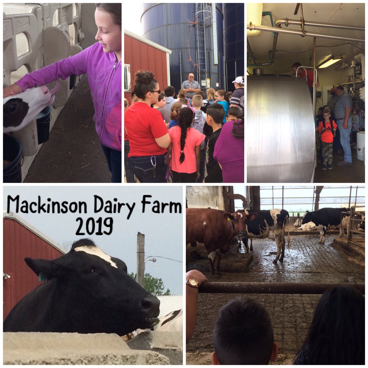 iwest2c's tweet photo. What a wonderful field trip to Mackinson Dairy Farm in Pontiac, IL. Thank you St. Louis Dairy Council! #iwesraiders #stldairycouncil https://t.co/UiErHO9fHO