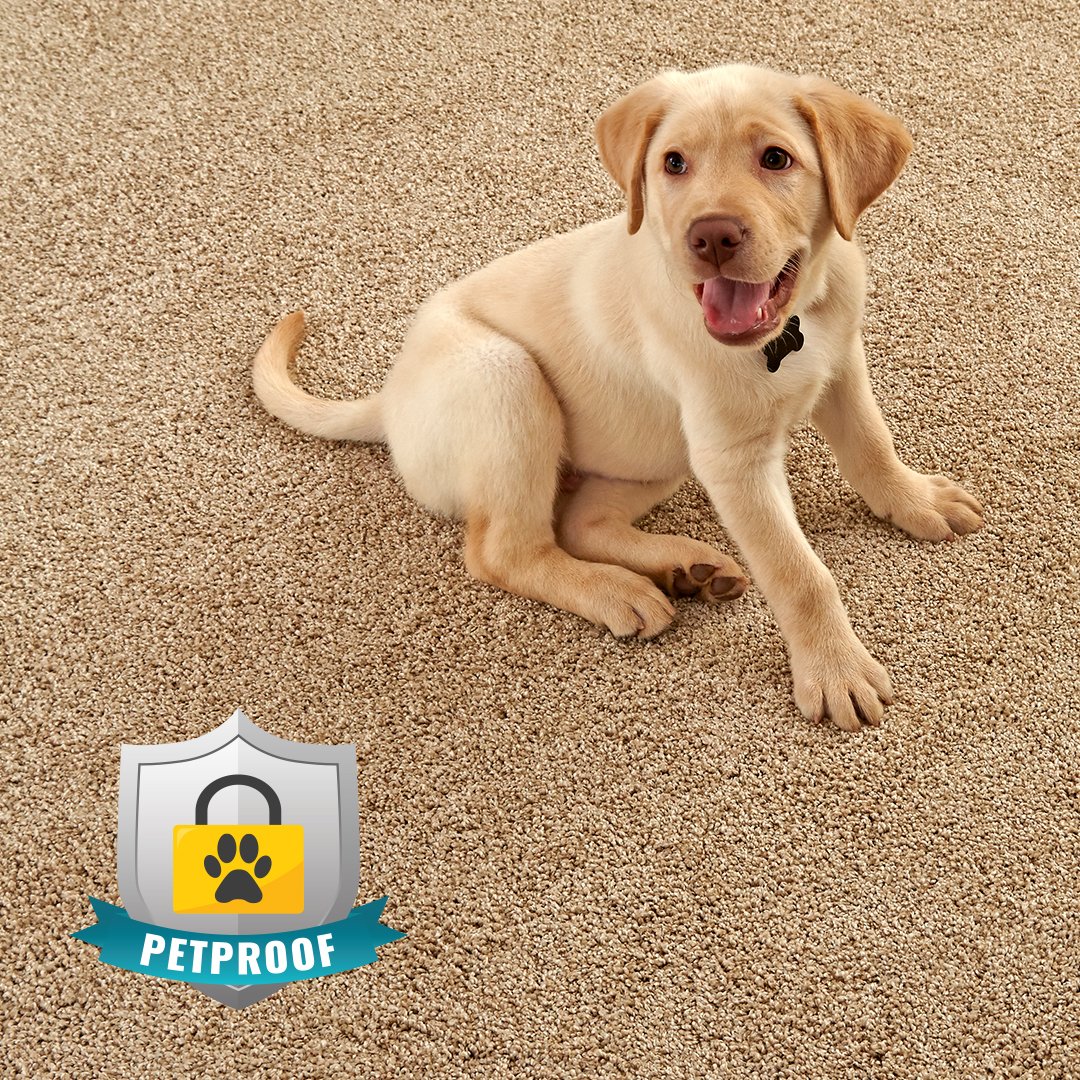fcaflooring's tweet photo. 🇺🇸 Avoid all worry of possible stains, odors, and damage from our 🐶 furry friends! Stop in Memorial Day weekend for #DOORBUSTER DEALS on pet-friendly #carpeting! 🇺🇸https://t.co/yhB6IlUcPv 
#FCA #MemorialDayWeekend #petfriendly #flooring #interiordesign #homeremodel https://t.co/hjfFY1WbvJ