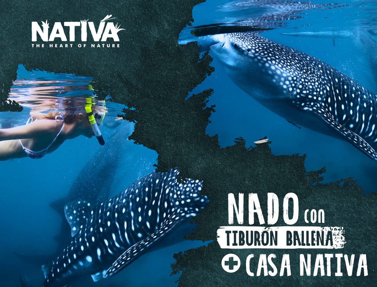 “¡Vive la experiencia de nadar con  el Tiburón Ballena! Descubre la belleza natural de Quintana Roo con  @NativaPark #TheHeartOfNature '