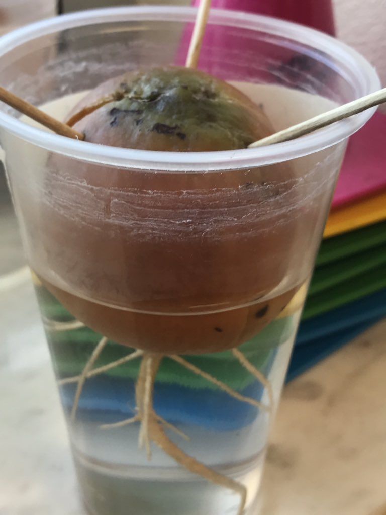 MrsLopezMagic's tweet photo. Update on our #GreatAvocadoProject 🥑 Today, we continued our lesson on fossil fuels and renewable and non-renewable resources. Students were able to figure out that avocados are renewable resources. #GettingReadyfor5thGrade #FirstYearTeacher #Super20 https://t.co/KgCzurTA0T