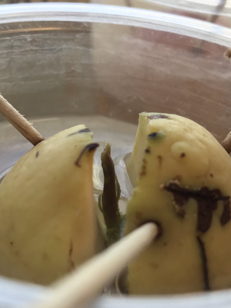 MrsLopezMagic's tweet photo. Update on our #GreatAvocadoProject 🥑 Today, we continued our lesson on fossil fuels and renewable and non-renewable resources. Students were able to figure out that avocados are renewable resources. #GettingReadyfor5thGrade #FirstYearTeacher #Super20 https://t.co/KgCzurTA0T