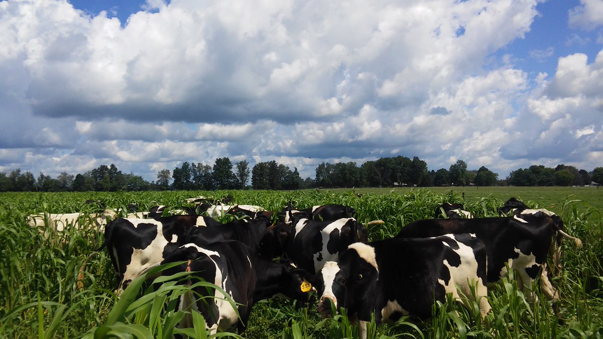 In case you missed it: our Farm Manager, Brook Wilke, wrote a blog post for the online edition of The Farmer's Exchange about integrating annuals into a grazing system and making the most out of the investment! #MSUKBS #agriculture farm.kbs.msu.edu/2019/04/29/int…