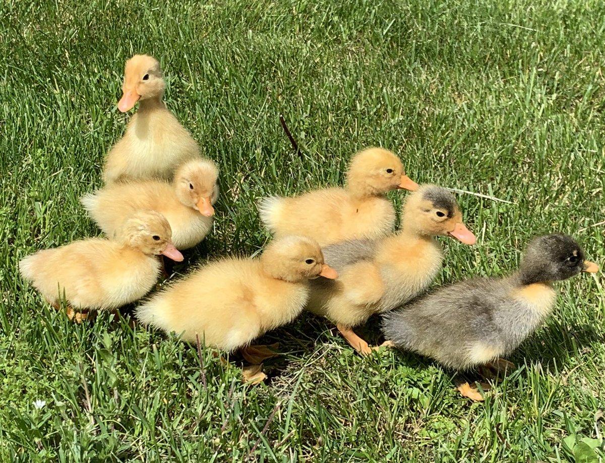 mrsmorris94's tweet image. #waitisover #readwriteshare #sciencerocks #thanksQuarantas&amp;amp;Stummer farms @OES_Principal1 @OAUpdate