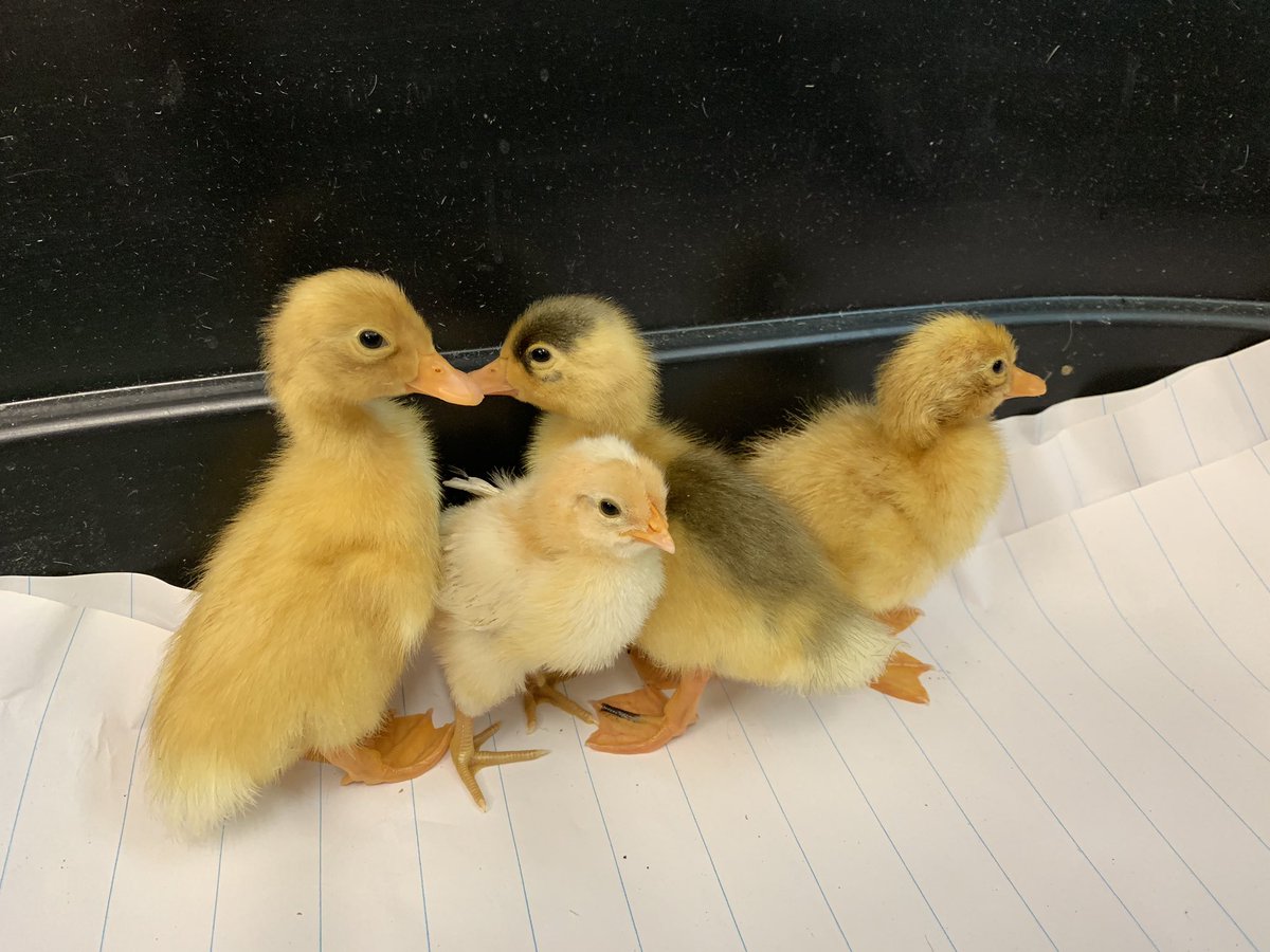 mrsmorris94's tweet image. #waitisover #readwriteshare #sciencerocks #thanksQuarantas&amp;amp;Stummer farms @OES_Principal1 @OAUpdate