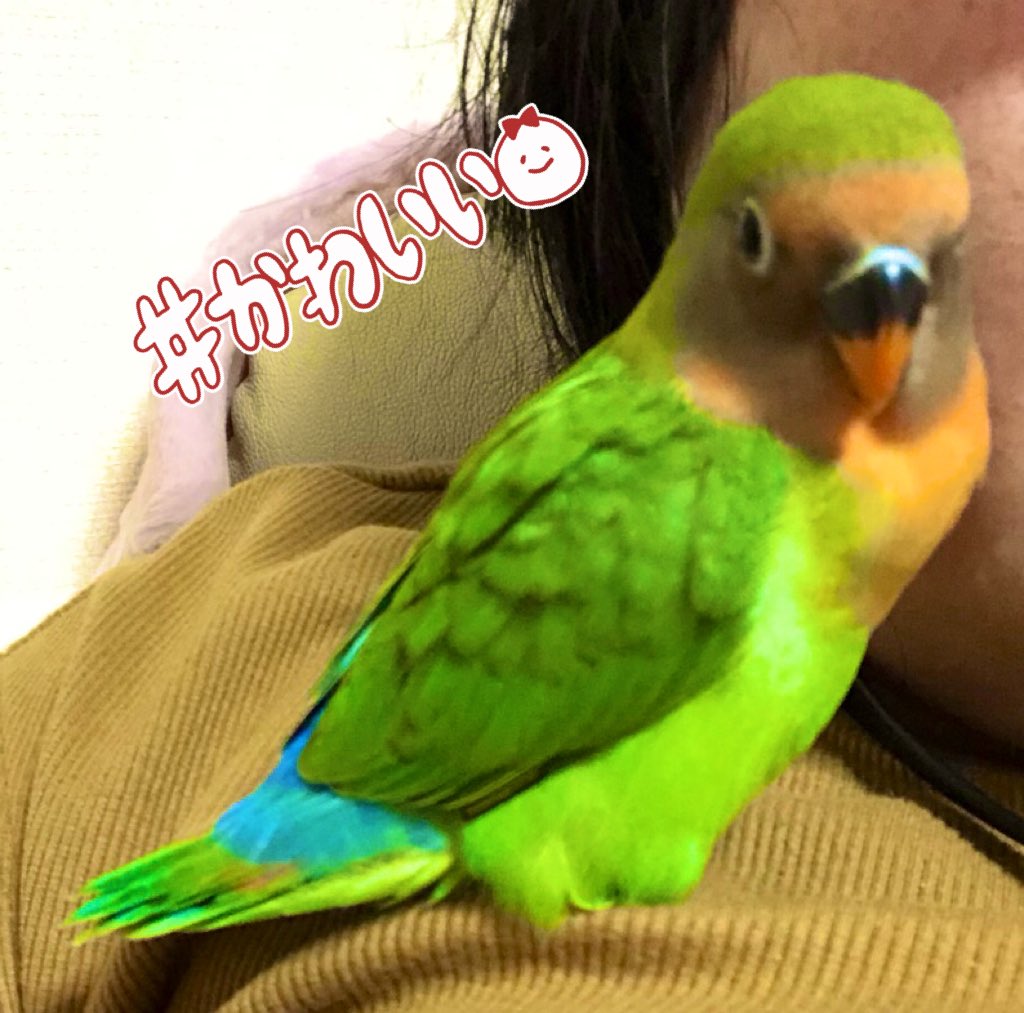 いんこふぁみりー على تويتر すっかりコザクラインコカラー お目目はボタンインコさんですね 甘えん坊の めぼピヨちゃんです この体型が ずんぐりむっくりでかわいいです ヤエザクラインコ 八重桜インコ インコ いんこふぁみりー على تويتر すっかりコザクラインコカラー お目目はボタンインコさんですね 甘えん坊の めぼピヨちゃんです この体型が ずんぐりむっくりでかわいいです ヤエザクラインコ 八重桜インコ インコ