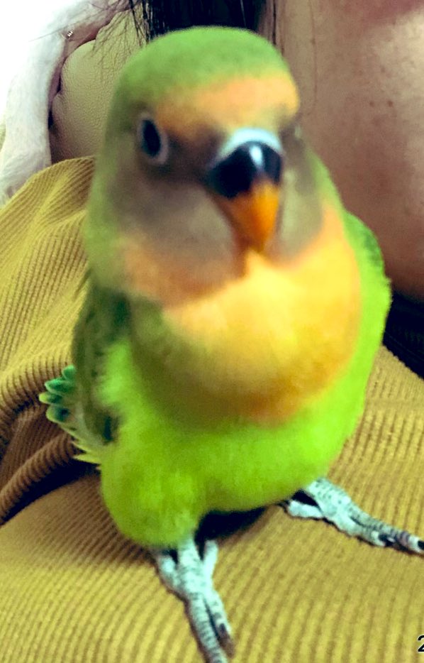 いんこふぁみりー على تويتر すっかりコザクラインコカラー お目目はボタンインコさんですね 甘えん坊の めぼピヨちゃんです この体型が ずんぐりむっくりでかわいいです ヤエザクラインコ 八重桜インコ インコ いんこふぁみりー على تويتر すっかりコザクラインコカラー お目目はボタンインコさんですね 甘えん坊の めぼピヨちゃんです この体型が ずんぐりむっくりでかわいいです ヤエザクラインコ 八重桜インコ インコ