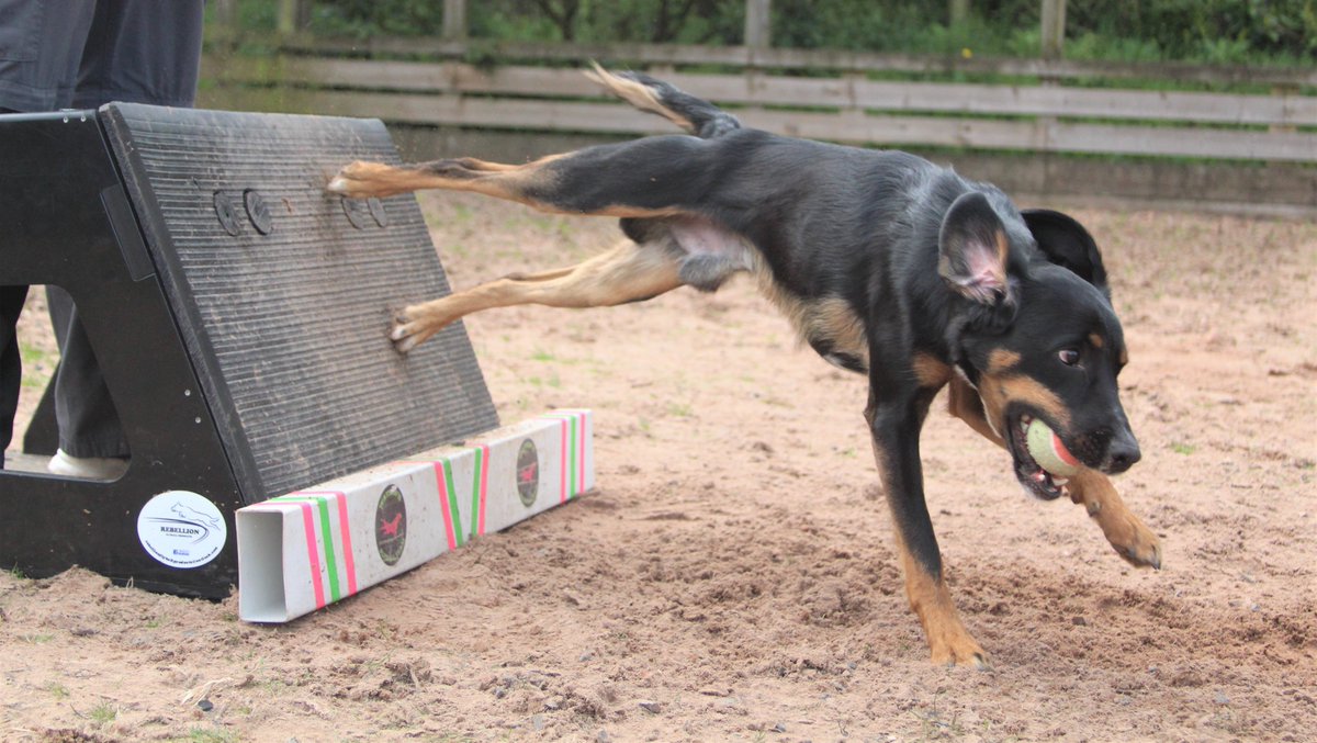 TeamFlyball tweet picture