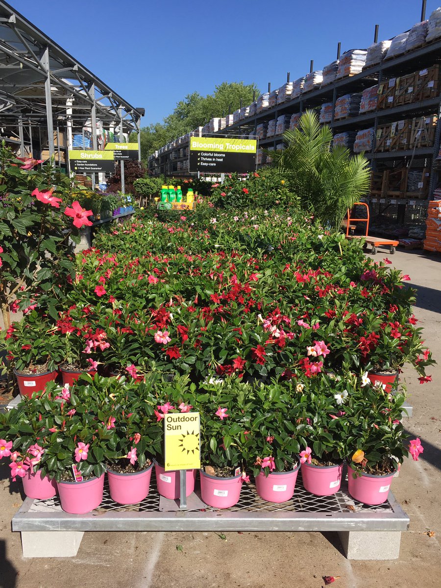 Linda Burkins (@ppslinda) on Twitter photo HD3625 Asheville #BloomingTrops @#perennials @PPSinHD <a href="/spoonholtz/">Teresa Spoonholtz</a> <a href="/PNewtonPlants/">Pete Newton</a> <a href="/BobbyBoaenTHD/">Bobby Boaen</a> <a href="/DyerEric18/">Eric Dyer</a> <a href="/Stephen_E_Camp/">Stephen Camp</a> <a href="/DanielHortonTHD/">DanielHortonTHD</a> HD3625 Asheville #BloomingTrops @#perennials @PPSinHD <a href="/spoonholtz/">Teresa Spoonholtz</a> <a href="/PNewtonPlants/">Pete Newton</a> <a href="/BobbyBoaenTHD/">Bobby Boaen</a> <a href="/DyerEric18/">Eric Dyer</a> <a href="/Stephen_E_Camp/">Stephen Camp</a> <a href="/DanielHortonTHD/">DanielHortonTHD</a>