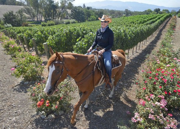 Pegasus Winery tweet media