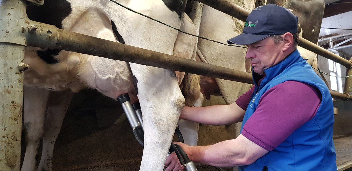 MeanwhileDa's tweet image. After 100 yrs of milking @ Guinness farm D15, it all comes to an end on fri, 17/05 &amp;amp; so closes the last milking parlour within the M50. Peter Taff is pictured working today.@frankmcdonald60 @RTENewsNow @morningireland @RyanTubridyShow @NewstalkFM @PatKennyNT @BreakfastNT
