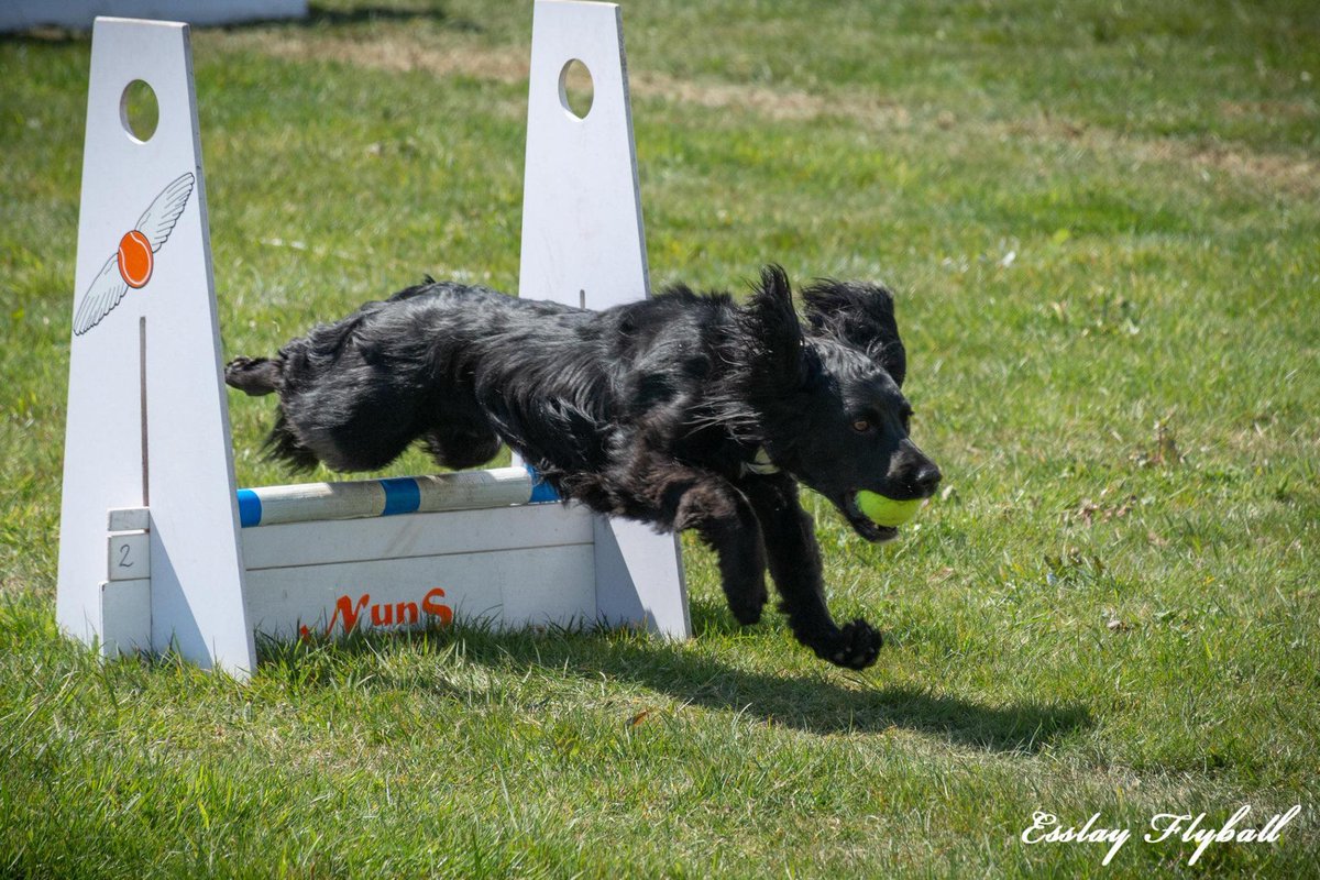 TeamFlyball tweet picture