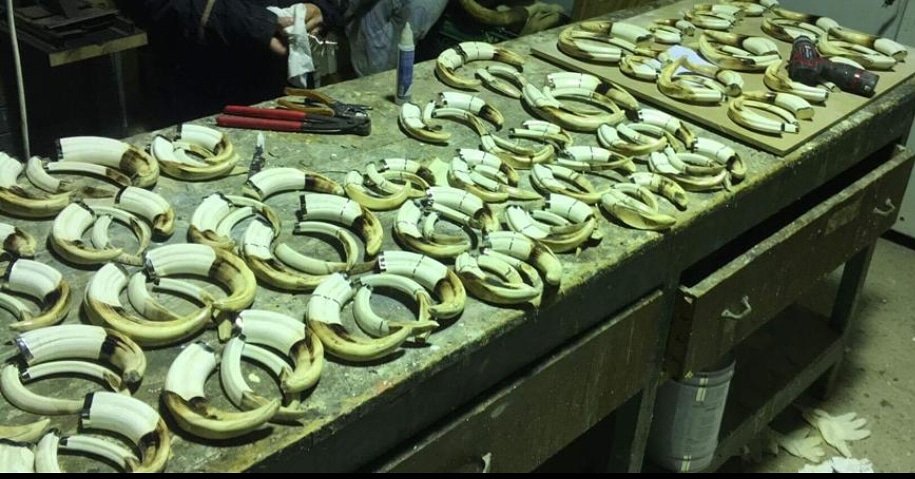 TaxBenedito's tweet image. Liados con los facocheros.
#taxidermiabenedito #facos #huntingnamibia #namibia #desde1870 #facocheros