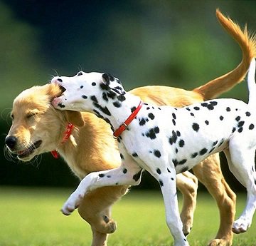 英検1級とお付き合い 41 ーcavort カボートゥ ー テンションmaxなの 語意 じゃれあう 飛び跳ねる 回る 性的 19 05 17 アカデミーハウス ロア 英検1級とお付き合い 41 ーcavort カボートゥ ー テンションmaxなの 語意 じゃれあう 飛び跳ねる 回る 性的 19 05 17 アカデミーハウス ロア