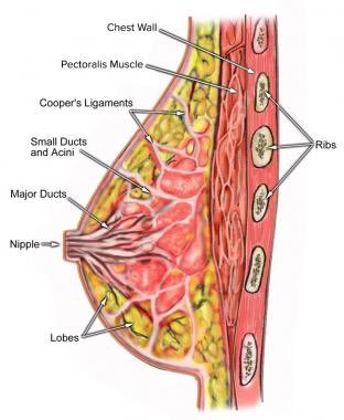 Goth Ms. Frizzle no Twitter: 'everyone can calm down because this literally can't happen the part of the nipple that's pierced is almost entirely skin, and the branches of the fourth intercostal