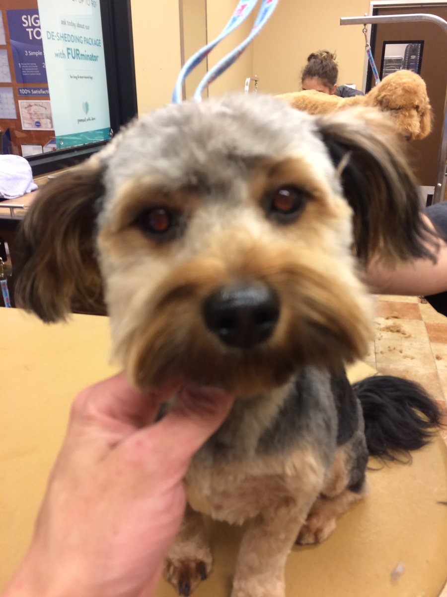 PetSmart 2341 tweet media