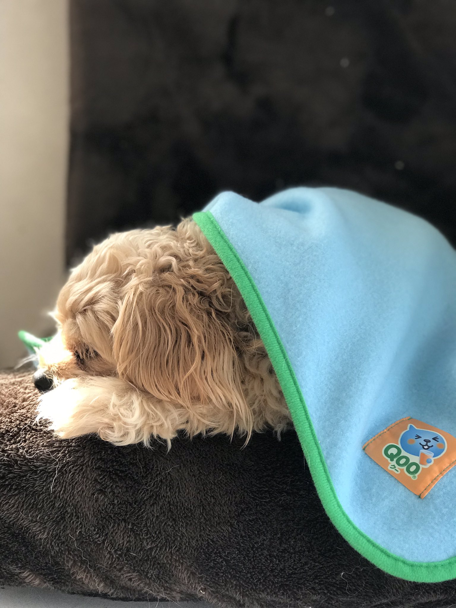 犬ワクチン Twitter Search Twitter