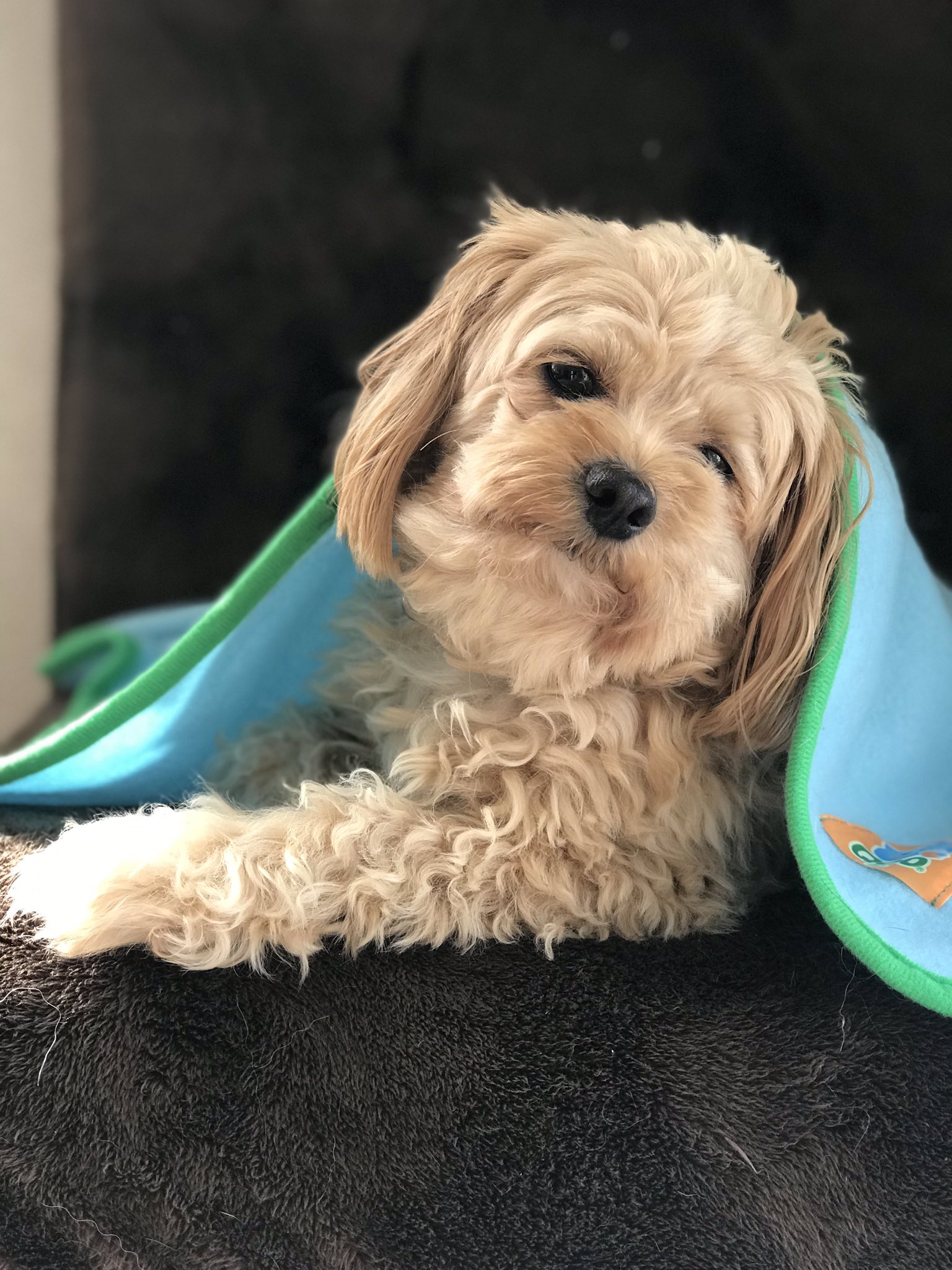 犬ワクチン Twitter Search Twitter