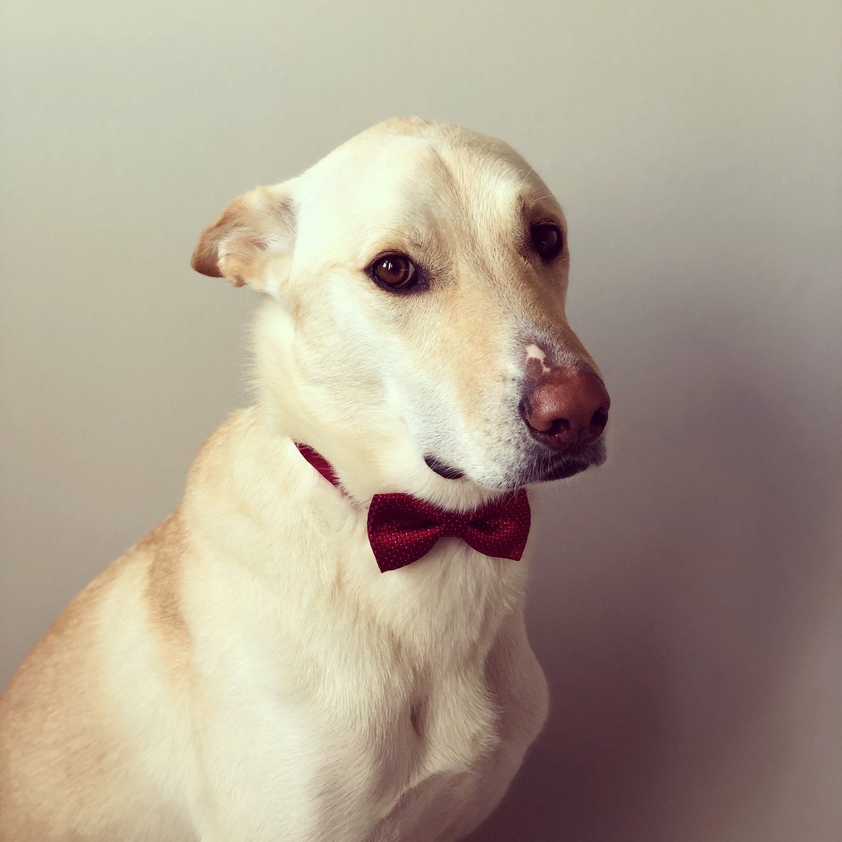 Carmen Chan 陳嘉敏 tweet media