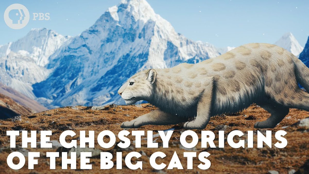 So far, the evolutionary history of big cats has been an almost total mystery. But a major clue indicates that we've been looking in the wrong place. youtube.com/watch?v=oPJnqW…