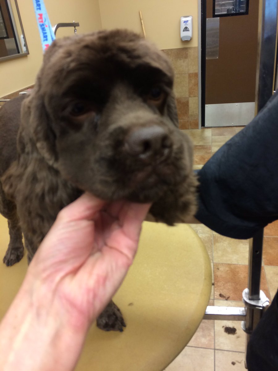 PetSmart 2341 tweet media