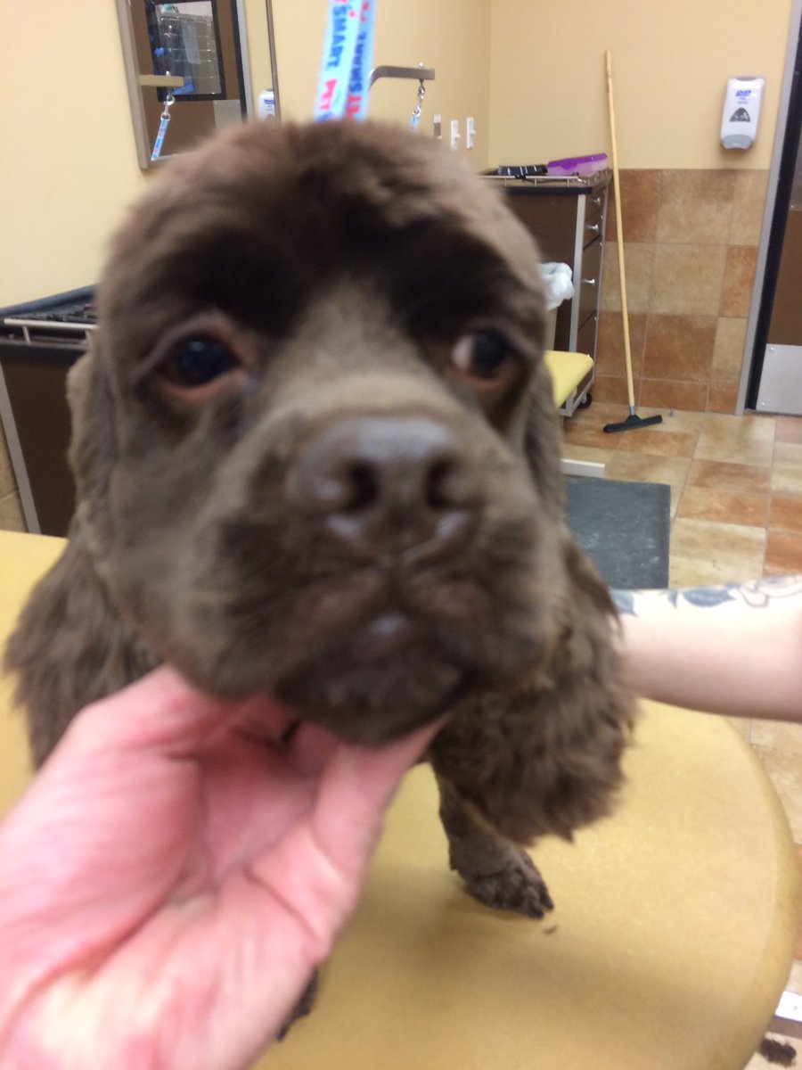 PetSmart 2341 tweet media