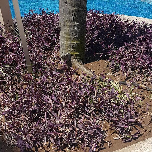 NJSkinDeep's tweet photo. Iguanas have taken over our hotel, and my heart 😍

#iguana #nature #pool #sunshine #discoverwildlife #wildanimals #discovermexico #ig_mexico #mexicotravel #mexico #nofilter https://t.co/X3xfcON3mj https://t.co/g5YHbq9BMf