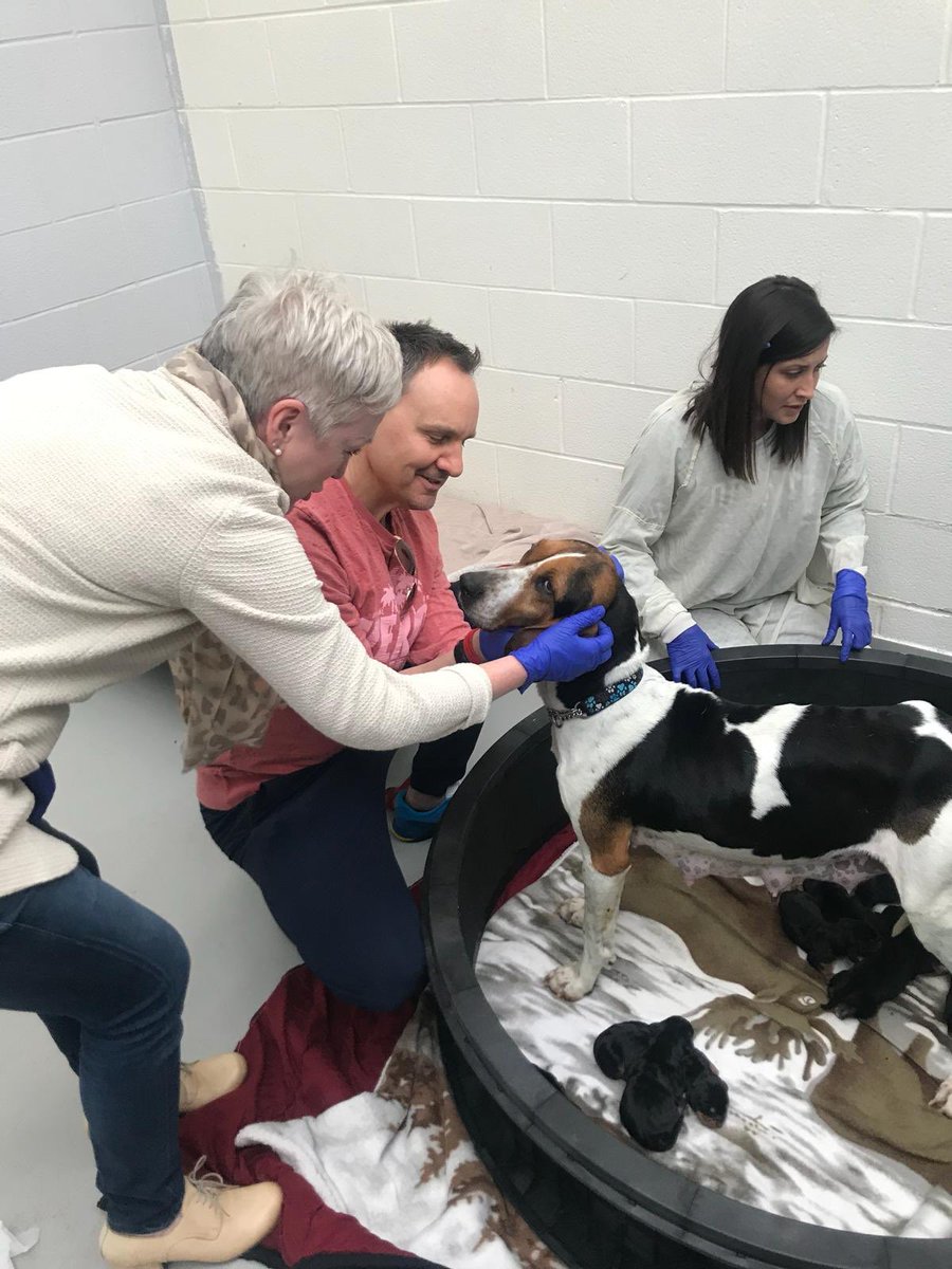 .@darrenblamb &amp; <a href="/maureenholloway/">Maureen Holloway</a> visited the @THS_tweet today and met these 4 day old puppies 🐾  We thanked           #TheHumaneSociety for providing us with cuddly puppies with a $9000 donation of pet food from our friends at <a href="/CaruPetFood/">Caru Pet Food</a>