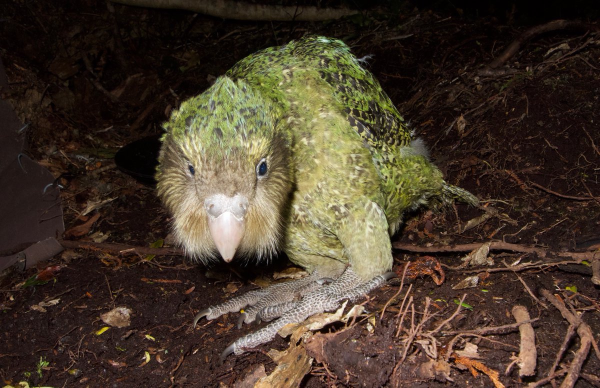 Department of Conservation tweet media