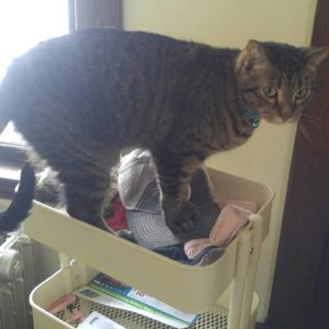 StraypetM's tweet image. Stray Pet Alert - Missing Cat named Marvin (Minneapolis, MN 55408) 
#lostpet55408 #straypet #minneapollis #lostcat

bit.ly/2Q7cl5f