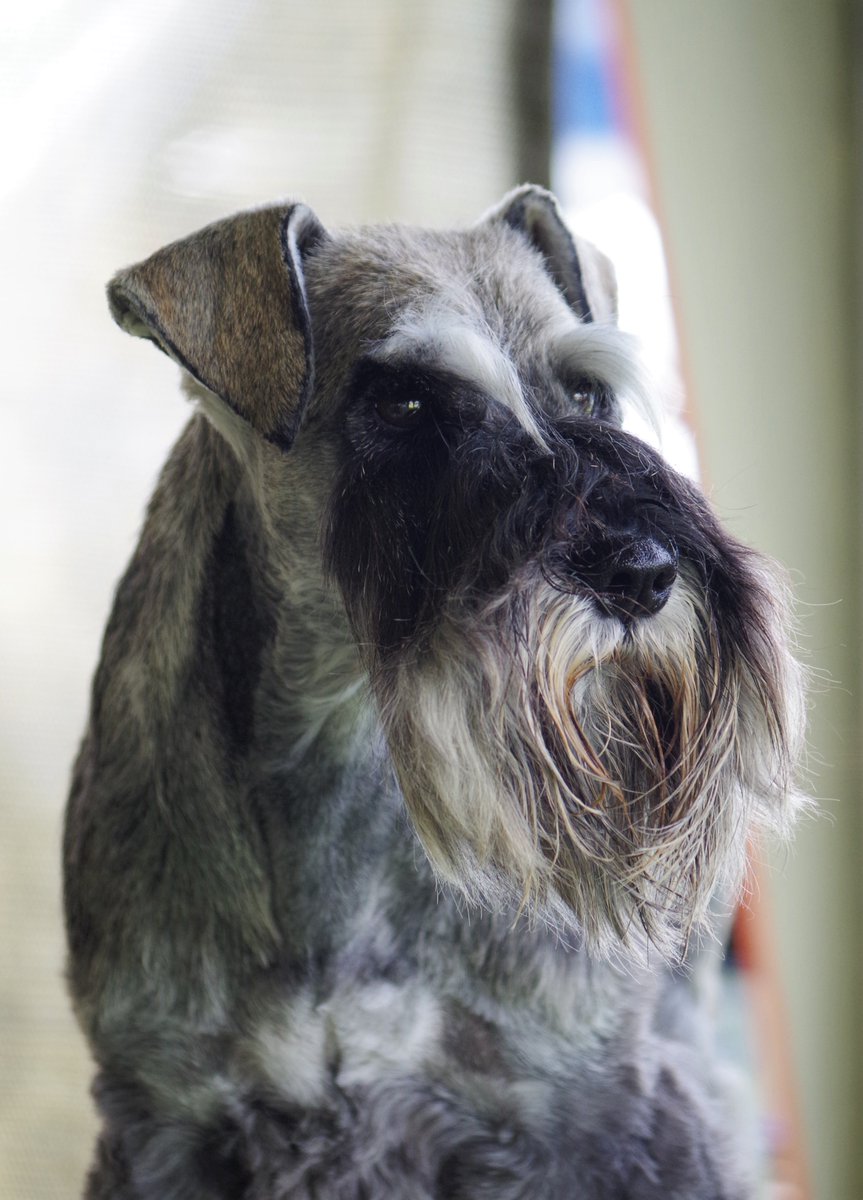 LeekDogGrooming's tweet photo. South African CH Keystone Noah  #miniatureschnauzer #showdog #petdog #andisgrooming #Kenchiigrooming #miniatureschnauzersoftwitter #bestdogtreats https://t.co/zf4AAUm8lz