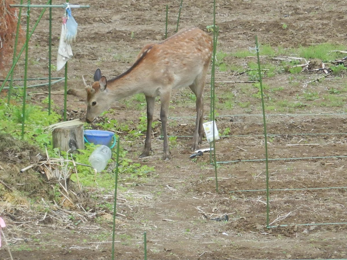 Japaneseserow Japaneseserow