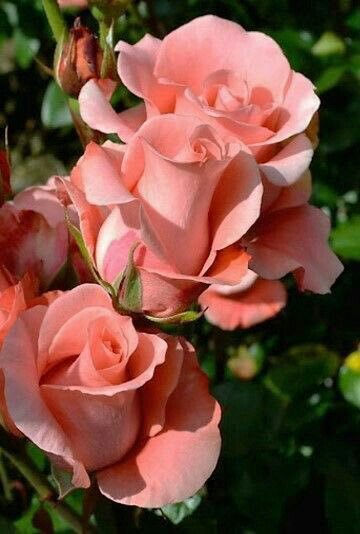 itsAutumnWinds's tweet photo. Devon Seron as a flower. A concept. 

Modesty, innocence and purity, the strong characteristics of a peach rose. And our girl, @devonseron17 is all that and more. ❤

#WeLoveYouMoreThan3000DevonSeron

ctto https://t.co/UxoMzTN0kA