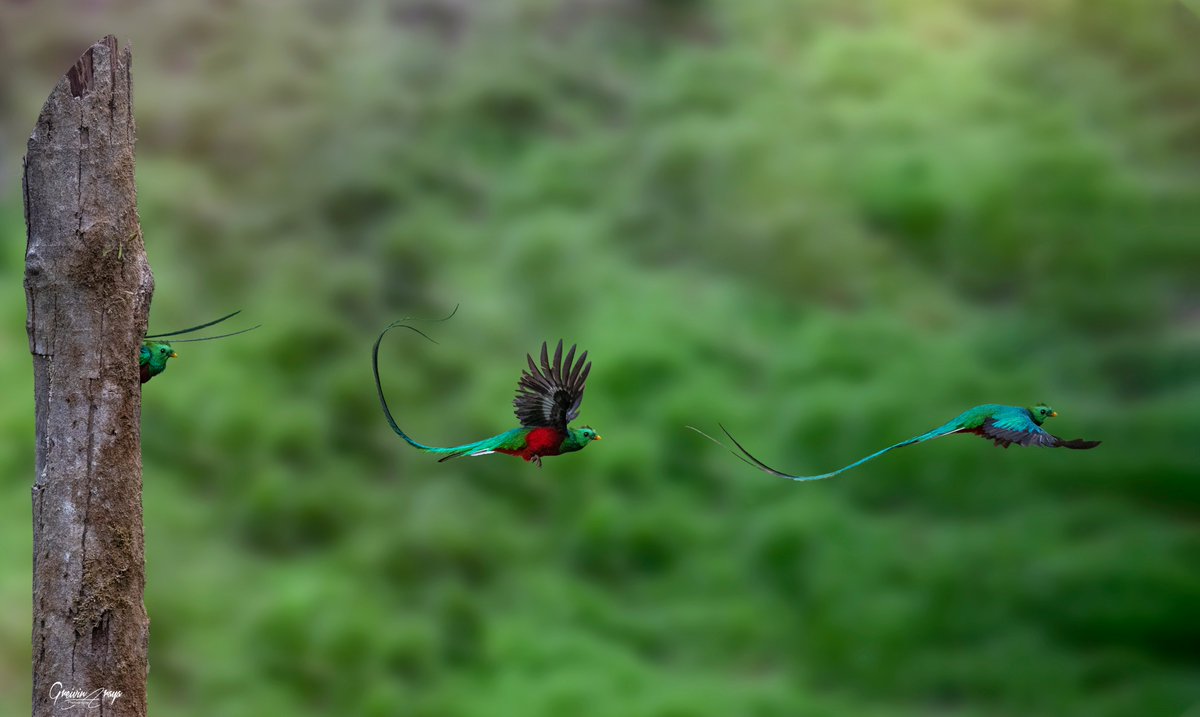 Una espectacular secuencia del vuelo del quetzal resplandeciente. 
Foto: Greivin Araya Montero