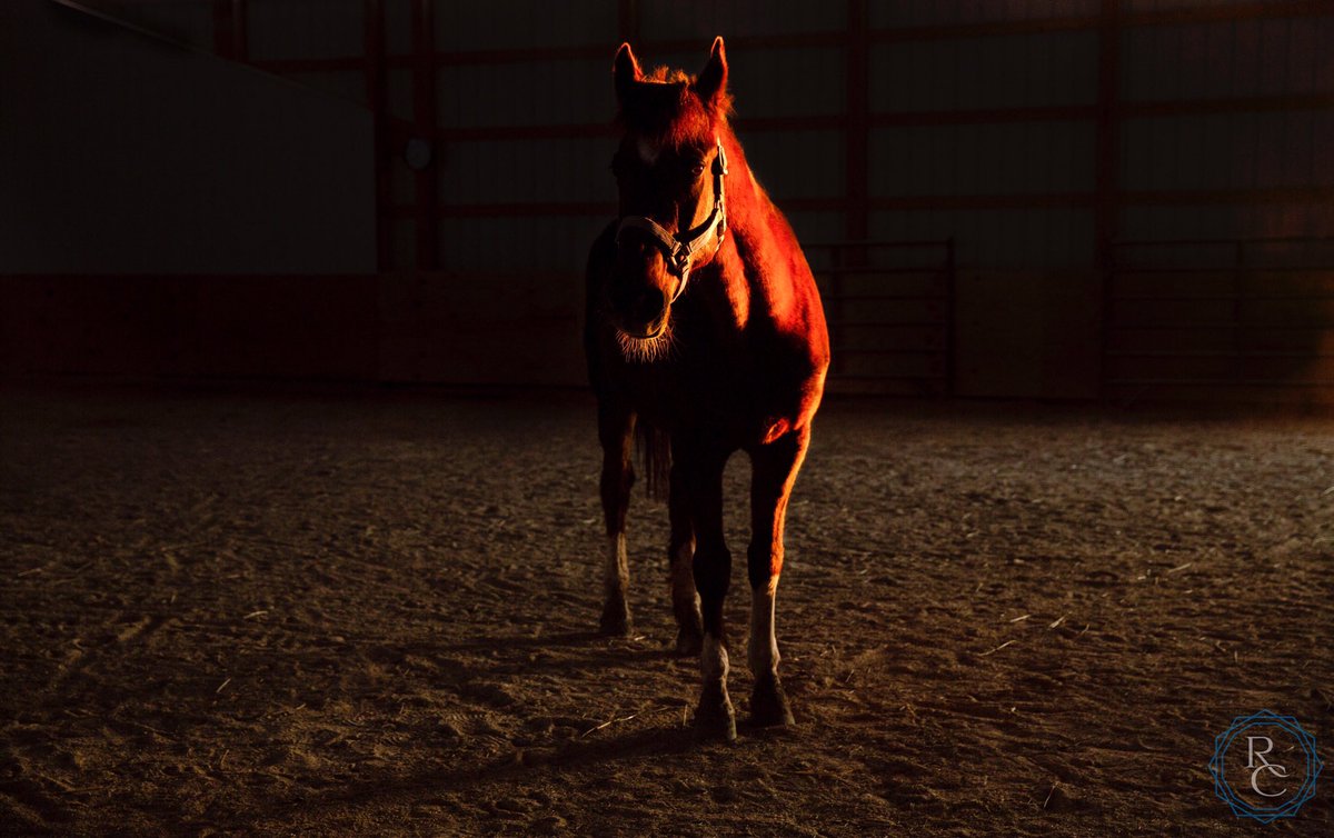 A horse named Grace stands in the final light of the day. @hopereinscounseling @theranchofhopereins #horsebarn #sunset #equinebeauty
#algonquinphotographer #richchapmancreative #richchapmanphotographers