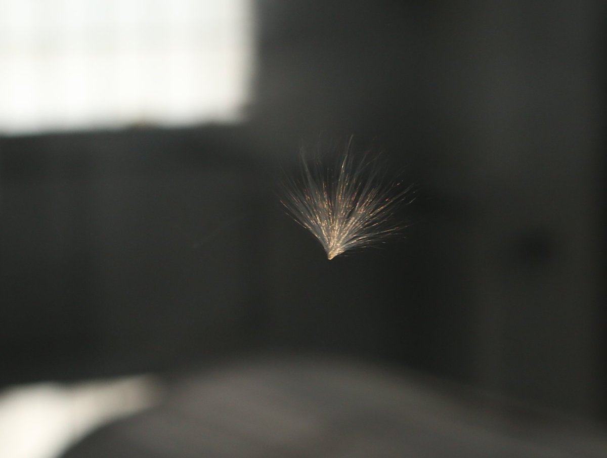 URGENT: We need your help! The Dept. of Small Things That Float on the Wind has identified this mis-routed wish. Anyone with information on the nature or desire of this wish should contact the Dept. of Wish Identification at deptofwishidentification@gmail.com immediately.