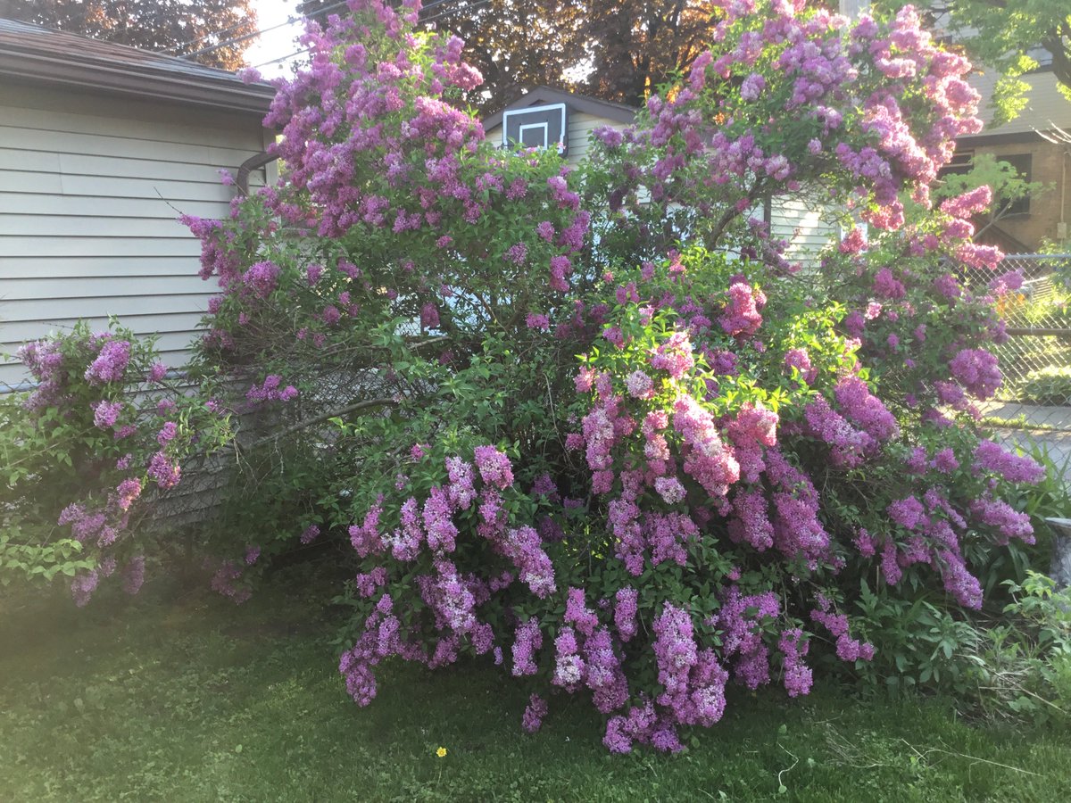 crudfish44's tweet photo. Lilac Frenzy #lilac #lilac19 #gardens #SpringTime https://t.co/44DooZHfOv