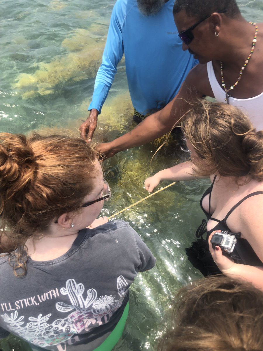 Agri_CulturGrio's tweet photo. Today we went farming-seaweed farming that is! Day 5 was spent in the middle of the ocean near Placencia, Belize & Honduras. at a seaweed farm. Thank you to Mr Drop & the Placencia Producers Cooperative Society Limited (PPCSL) for hosting us! #agstudyabroad #celabelize https://t.co/5XpGBcoEoW